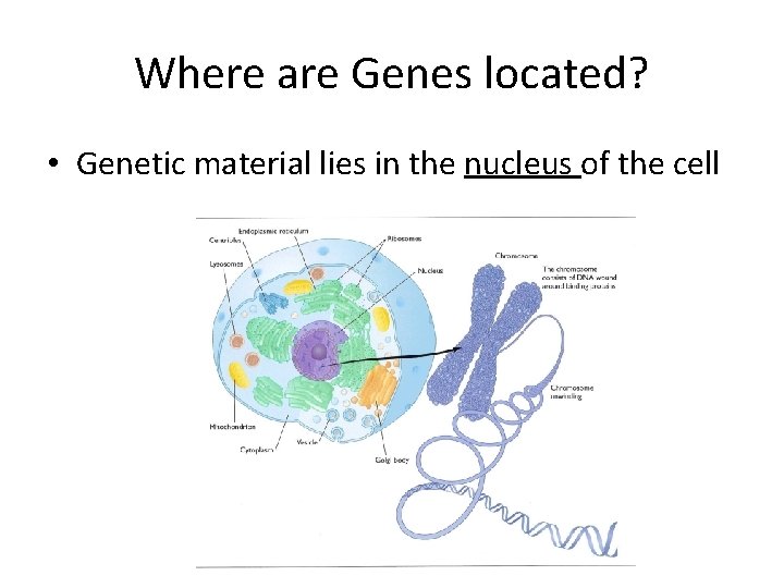 Where are Genes located? • Genetic material lies in the nucleus of the cell