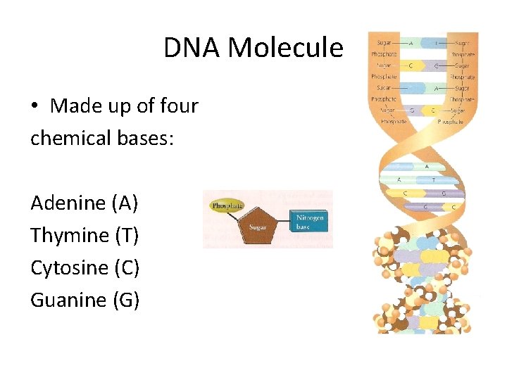 DNA Molecule • Made up of four chemical bases: Adenine (A) Thymine (T) Cytosine