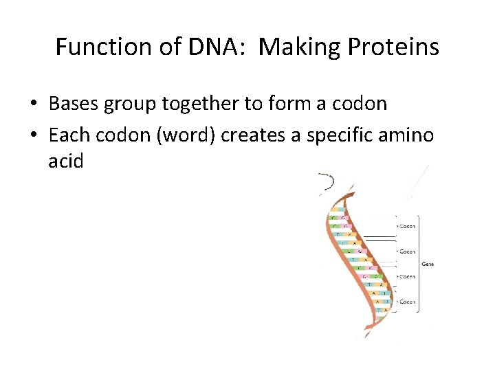 Function of DNA: Making Proteins • Bases group together to form a codon •