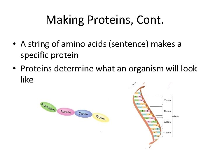 Making Proteins, Cont. • A string of amino acids (sentence) makes a specific protein