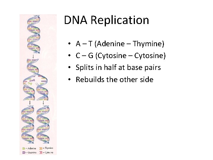 DNA Replication • • A – T (Adenine – Thymine) C – G (Cytosine
