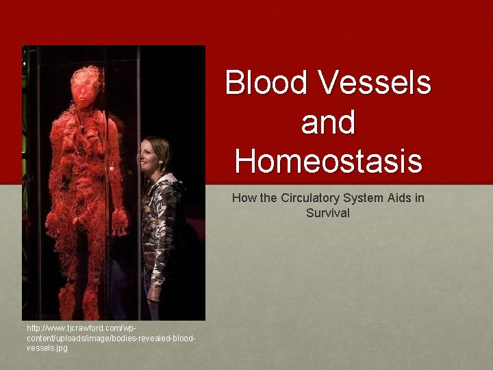 Blood Vessels and Homeostasis How the Circulatory System Aids in Survival http: //www. tjcrawford.