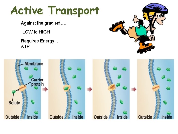 Active Transport Against the gradient…. LOW to HIGH Requires Energy … ATP 