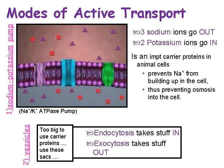  3 sodium ions go OUT 2 Potassium ions go IN Is an impt