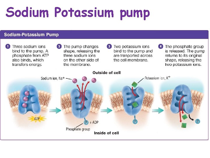 Sodium Potassium pump 