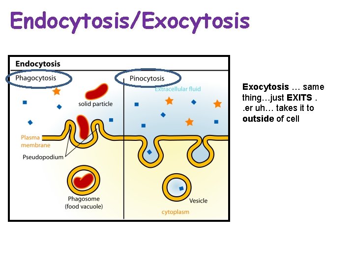 Endocytosis/Exocytosis … same thing…just EXITS. . er uh… takes it to outside of cell