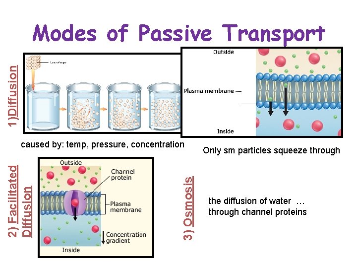 1)Diffusion Modes of Passive Transport 3) Osmosis 2) Facilitated Diffusion Cacaused by: temp, pressure,