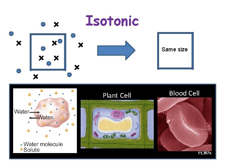 Isotonic Same size Plant Cell Blood Cell 11, 397 x 