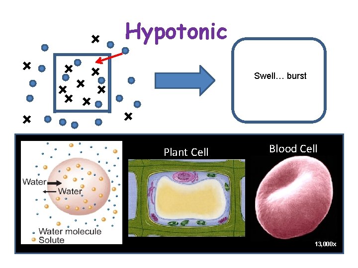 Hypotonic Swell… burst Plant Cell Blood Cell 13, 000 x 