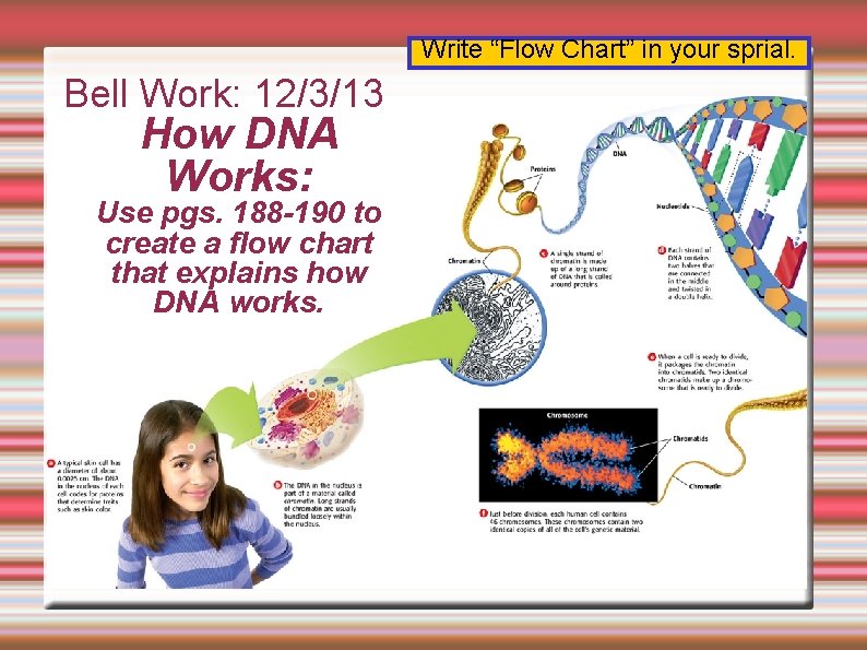 Write “Flow Chart” in your sprial. Bell Work: 12/3/13 How DNA Works: Use pgs.