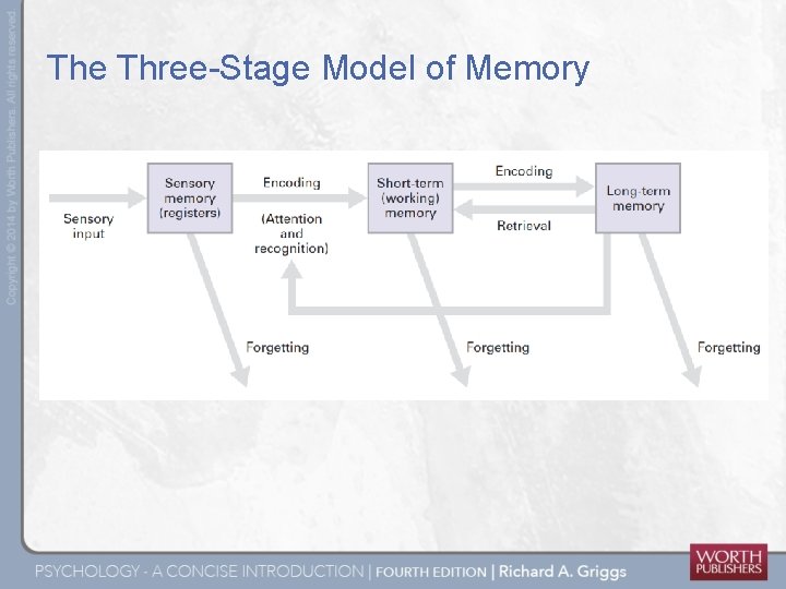 The Three-Stage Model of Memory 