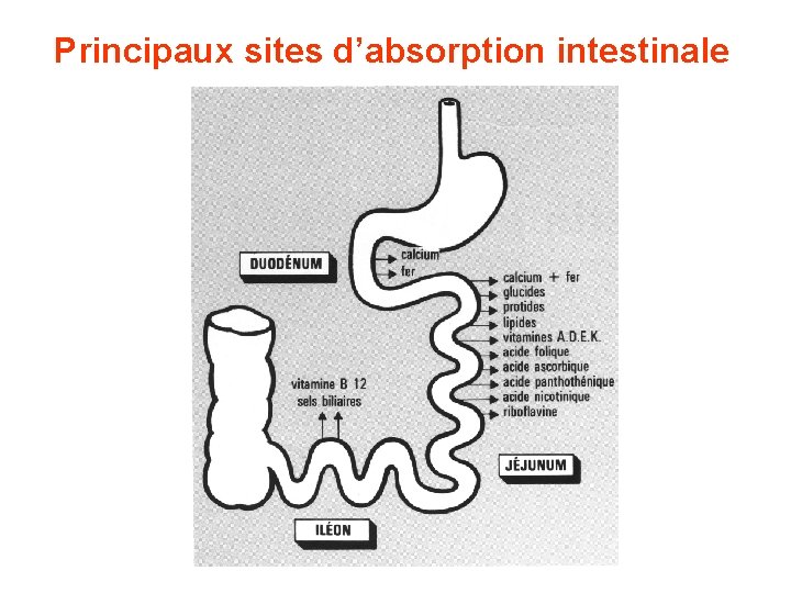 Principaux sites d’absorption intestinale 