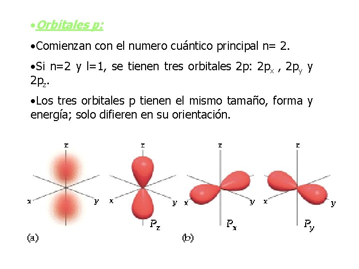  • Orbitales p: • Comienzan con el numero cuántico principal n= 2. •