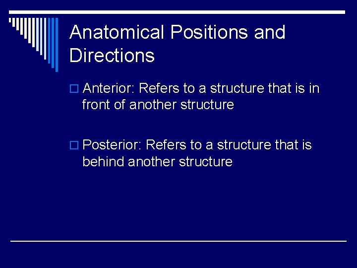 Anatomical Positions and Directions o Anterior: Refers to a structure that is in front