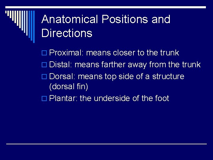 Anatomical Positions and Directions o Proximal: means closer to the trunk o Distal: means