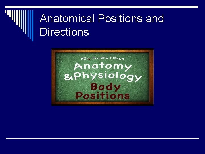 Anatomical Positions and Directions 