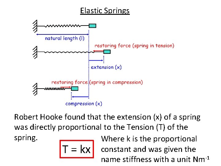 Elastic Springs Robert Hooke found that the extension (x) of a spring was directly