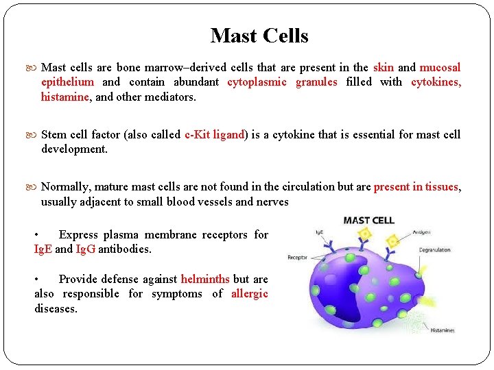 Mast Cells Mast cells are bone marrow–derived cells that are present in the skin Mast Cells Mast cells are bone marrow–derived cells that are present in the skin