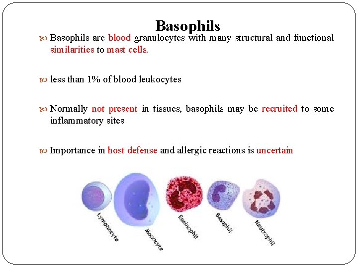 Basophils are blood granulocytes with many structural and functional similarities to mast cells. less Basophils are blood granulocytes with many structural and functional similarities to mast cells. less