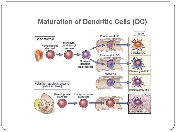 Maturation of Dendritic Cells (DC) Maturation of Dendritic Cells (DC)