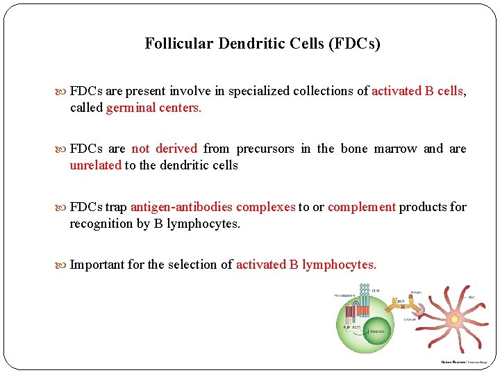 Follicular Dendritic Cells (FDCs) FDCs are present involve in specialized collections of activated B Follicular Dendritic Cells (FDCs) FDCs are present involve in specialized collections of activated B