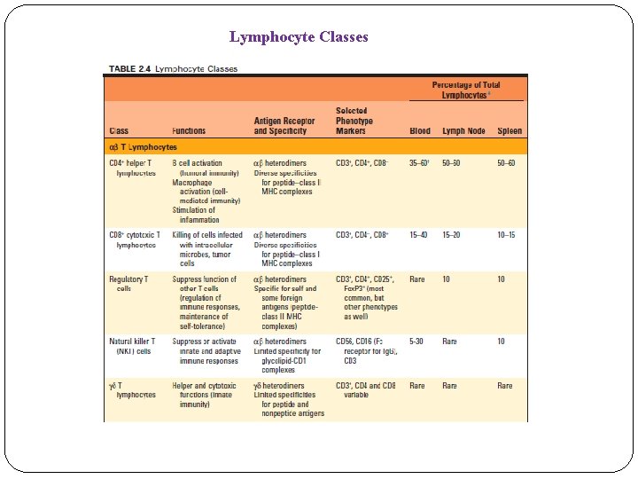 Lymphocyte Classes Lymphocyte Classes