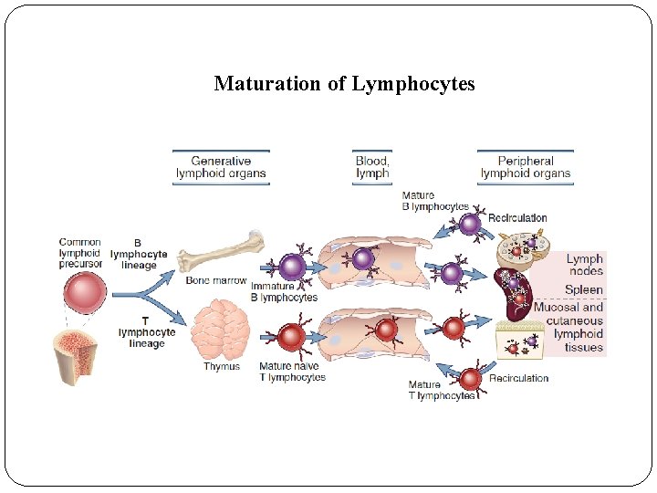 Maturation of Lymphocytes Maturation of Lymphocytes