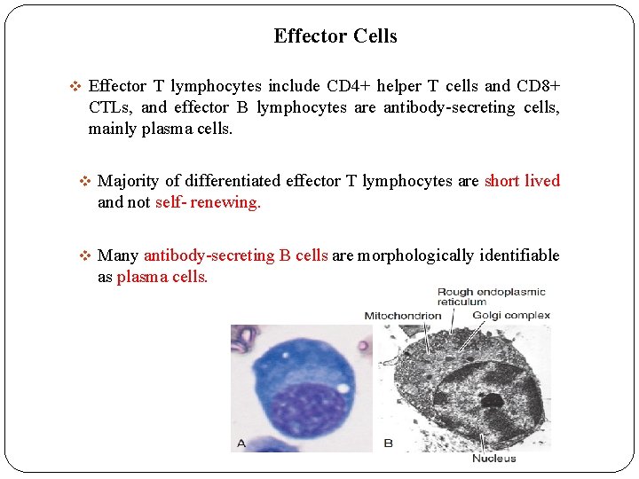 Effector Cells v Effector T lymphocytes include CD 4+ helper T cells and CD Effector Cells v Effector T lymphocytes include CD 4+ helper T cells and CD