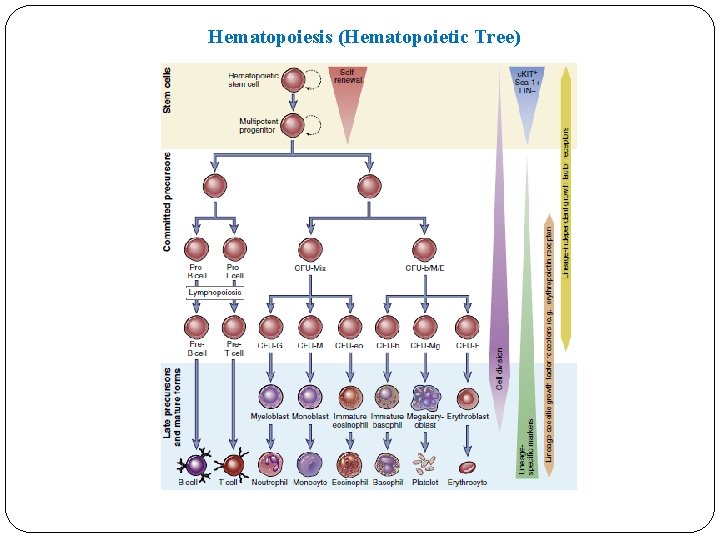 Hematopoiesis (Hematopoietic Tree) Hematopoiesis (Hematopoietic Tree)