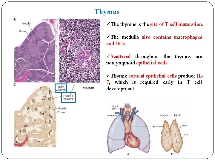 Thymus üThe thymus is the site of T cell maturation. üThe medulla also contains Thymus üThe thymus is the site of T cell maturation. üThe medulla also contains