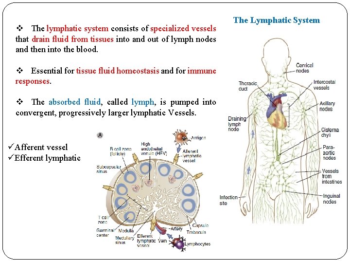 v The lymphatic system consists of specialized vessels that drain fluid from tissues into v The lymphatic system consists of specialized vessels that drain fluid from tissues into
