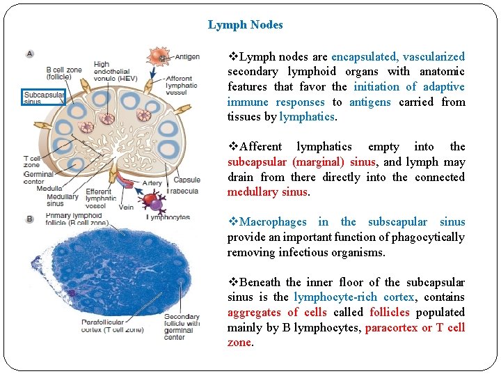 Lymph Nodes v. Lymph nodes are encapsulated, vascularized secondary lymphoid organs with anatomic features Lymph Nodes v. Lymph nodes are encapsulated, vascularized secondary lymphoid organs with anatomic features