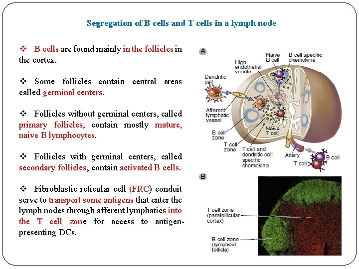 Segregation of B cells and T cells in a lymph node v B cells Segregation of B cells and T cells in a lymph node v B cells