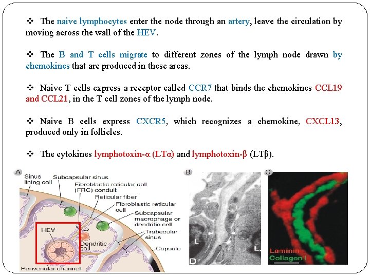 v The naive lymphocytes enter the node through an artery, leave the circulation by v The naive lymphocytes enter the node through an artery, leave the circulation by