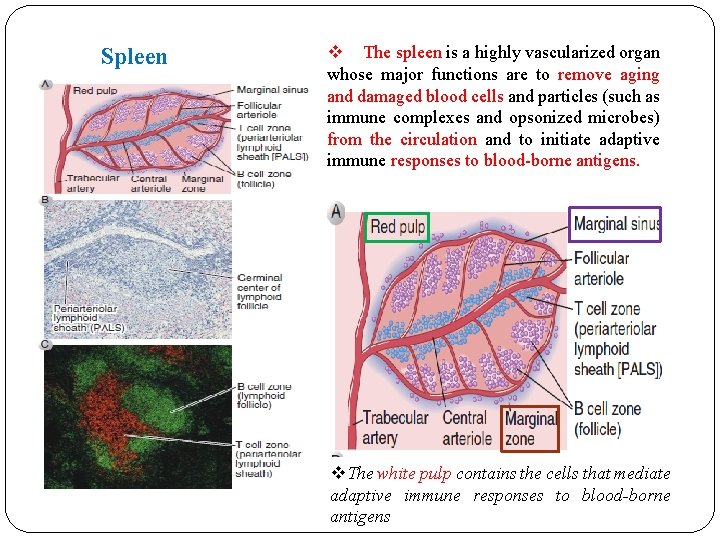 Spleen v The spleen is a highly vascularized organ whose major functions are to Spleen v The spleen is a highly vascularized organ whose major functions are to