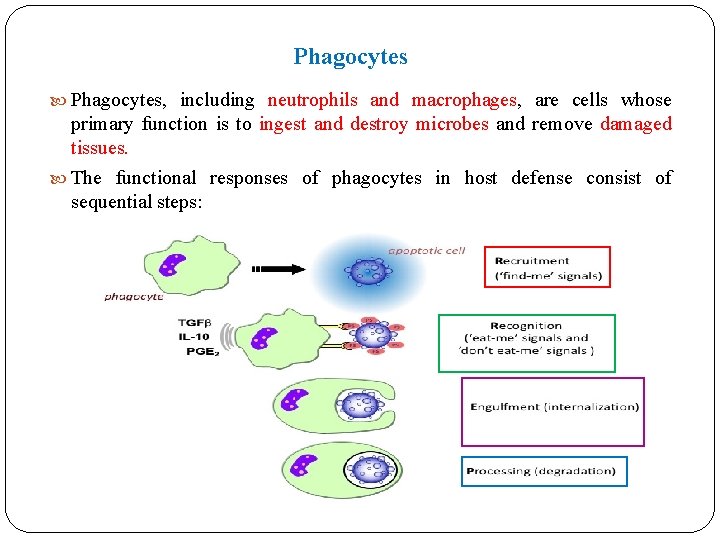 Phagocytes Phagocytes, including neutrophils and macrophages, are cells whose primary function is to ingest Phagocytes Phagocytes, including neutrophils and macrophages, are cells whose primary function is to ingest
