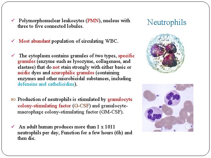 ü Polymorphonuclear leukocytes (PMN), nucleus with three to five connected lobules. ü Most abundant ü Polymorphonuclear leukocytes (PMN), nucleus with three to five connected lobules. ü Most abundant