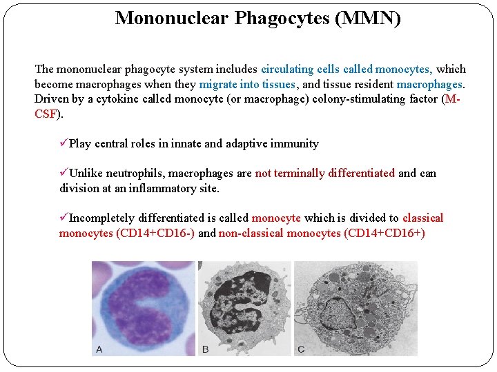 Mononuclear Phagocytes (MMN) The mononuclear phagocyte system includes circulating cells called monocytes, which become Mononuclear Phagocytes (MMN) The mononuclear phagocyte system includes circulating cells called monocytes, which become