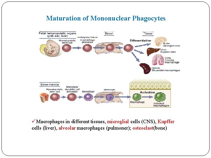 Maturation of Mononuclear Phagocytes üMacrophages in different tissues, microglial cells (CNS), Kupffer cells (liver), Maturation of Mononuclear Phagocytes üMacrophages in different tissues, microglial cells (CNS), Kupffer cells (liver),
