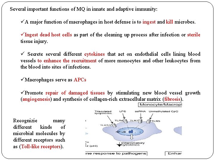 Several important functions of MQ in innate and adaptive immunity: üA major function of Several important functions of MQ in innate and adaptive immunity: üA major function of