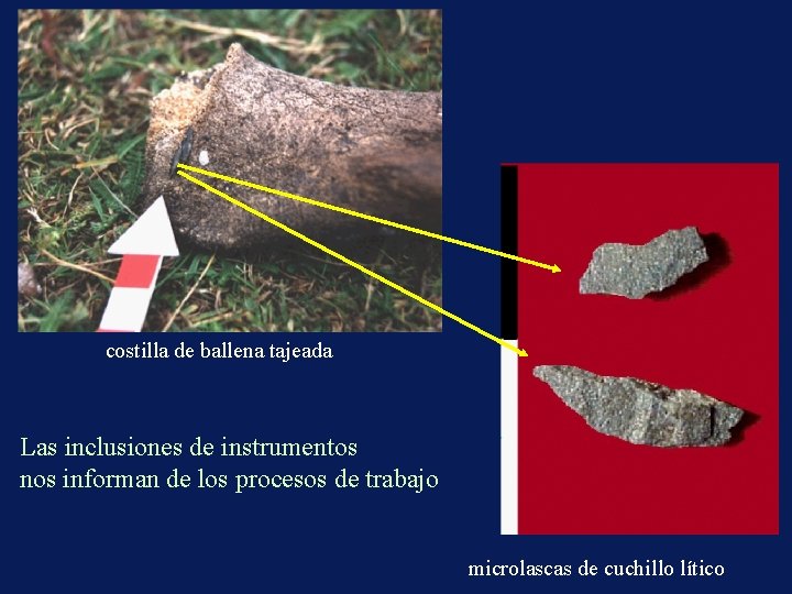 costilla de ballena tajeada Las inclusiones de instrumentos nos informan de los procesos de