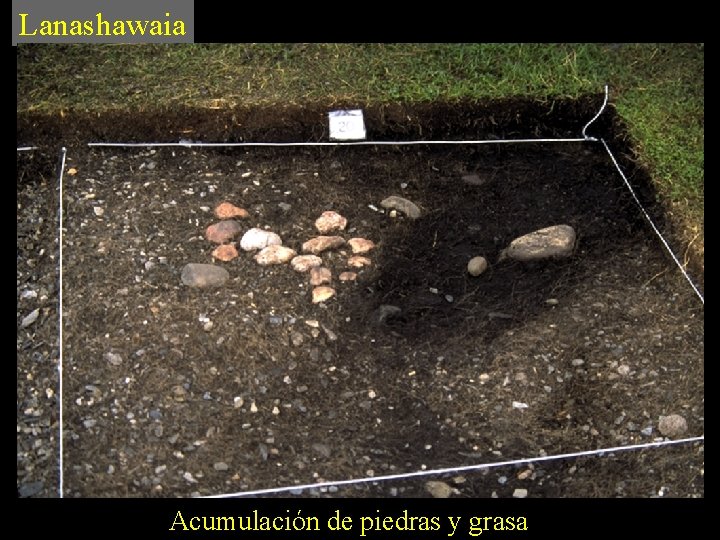 Lanashawaia Acumulación de piedras y grasa 