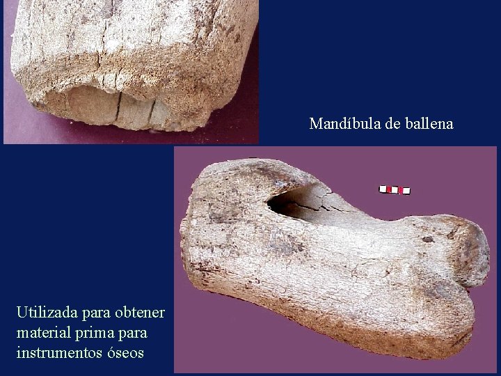 Mandíbula de ballena mandíbula de ballena Utilizada para obtener material prima para instrumentos óseos