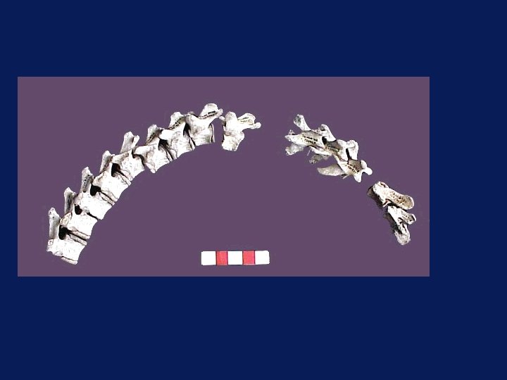 columna de un lobo marino remontada 