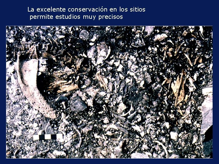 La excelente conservación en los sitios permite estudios muy precisos 