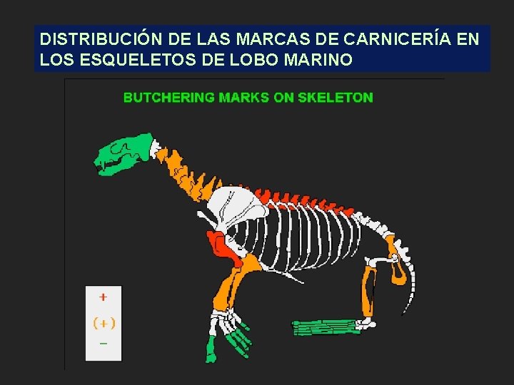 DISTRIBUCIÓN DE LAS MARCAS DE CARNICERÍA EN LOS ESQUELETOS DE LOBO MARINO 