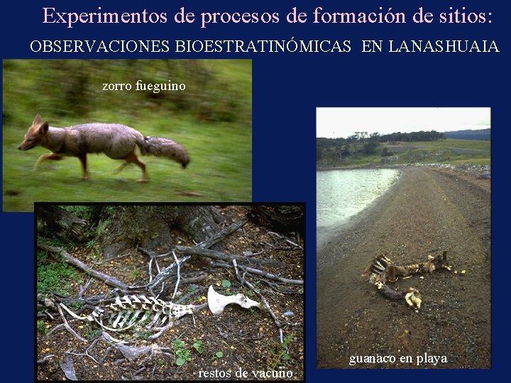 Experimentos de procesos de formación de sitios: OBSERVACIONES BIOESTRATINÓMICAS EN LANASHUAIA zorro fueguino restos