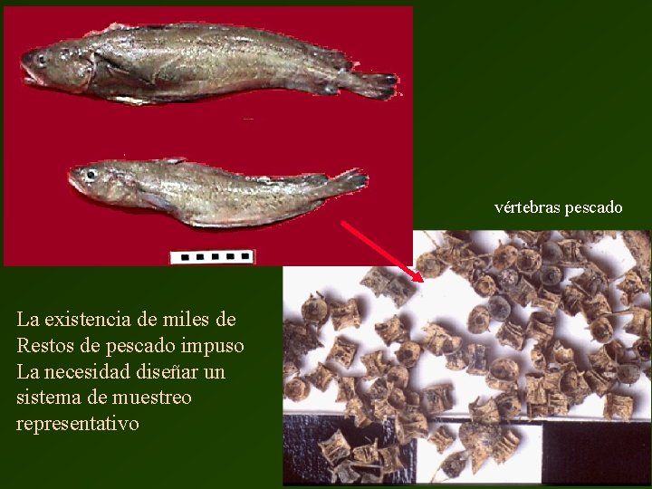 vértebras pescado doraditos La existencia de miles de Restos de pescado impuso La necesidad