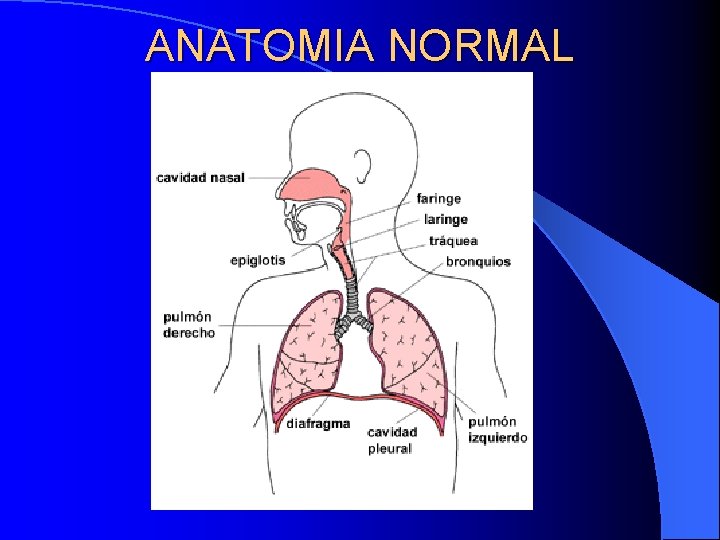 ANATOMIA NORMAL ANATOMIA NORMAL
