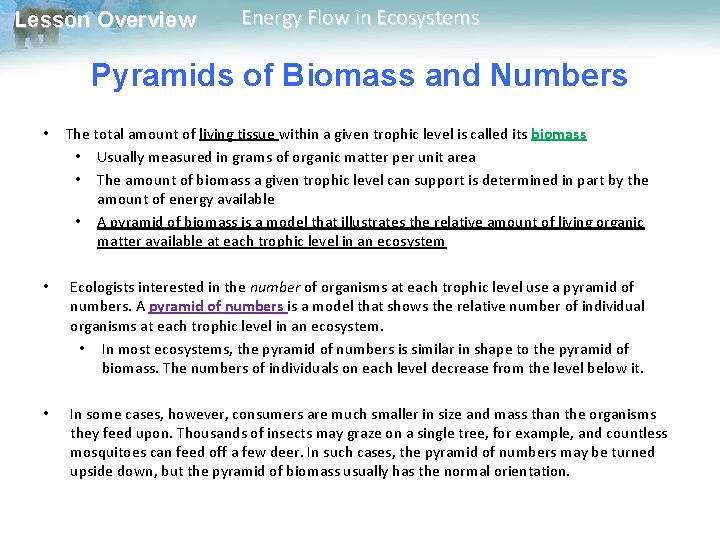 Lesson Overview Energy Flow in Ecosystems Pyramids of Biomass and Numbers • The total